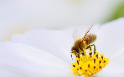 Bees do math calculations faster than a computer